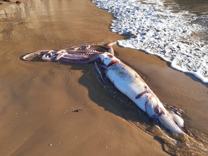 El calamar gigante localizado este viernes en la playa del Sabón, en Asturias.