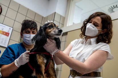 La presidenta del Comunidad Isabel Díaz Ayuso firma un convenio para la protección de animales de compañía en Madrid en Junio de 2020.