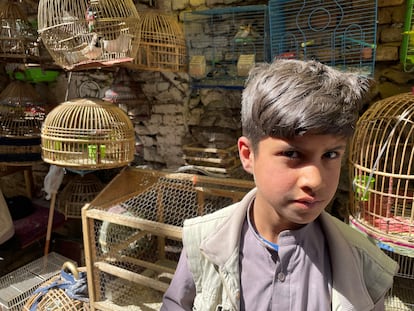 En el mercado, Admeniyah, de 11 años, alimenta, habla e incluso les pone nombre a los pájaros que luego vende. Son la mascota predilecta en Kabul. Él no puede permitirse tener uno de mascota: gana medio dólar al día. Tampoco recibe educación, como otros 3,7 millones de niños en Afganistán.