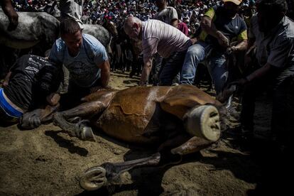 Dos personas agarran la cabeza del equino, una por cada lado, mientras que otra, más veterana, se encarga de sujetar su rabo para desequilibrarlo, a la vez que otras 'aloitadores' se encargan de mantener un cordón de seguridad con la manada.