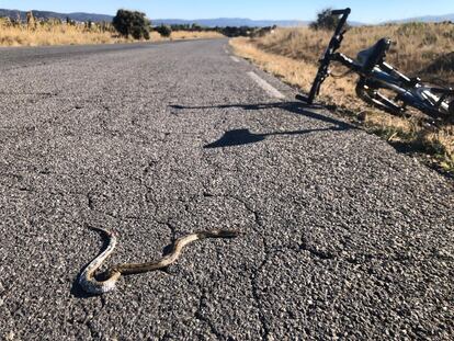 Culebra de escalera atropellada, localizada durante un recorrido en bicicleta en Ávila. 