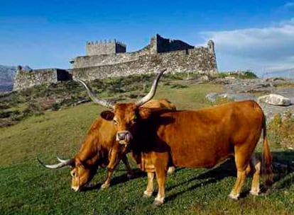 Vacas de la raza cachena frente al castillo de Lindoso, una de las paradas en la ruta por el parque nacional de Peneda-Gerês, al norte de Portugal.