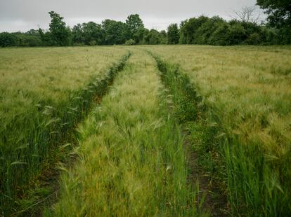 Campos de cultivo junto al mar en el pueblo de Colleville-sur-mer.