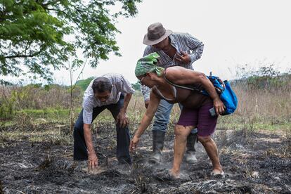 Cristino Lázaro (izquierda) y sus vecinos Wilson Movisca, de 45 años, y Denora Estrada, de 62, inspeccionan una parcela de tierra quemada recuperada en el territorio indígena de Curré.