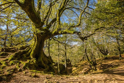 Otoño en el Hayedo de Otzarreta, el bosque mágico de Gorbeia.