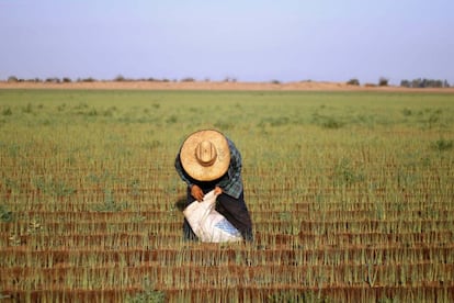 Un agricultor en Baja California.