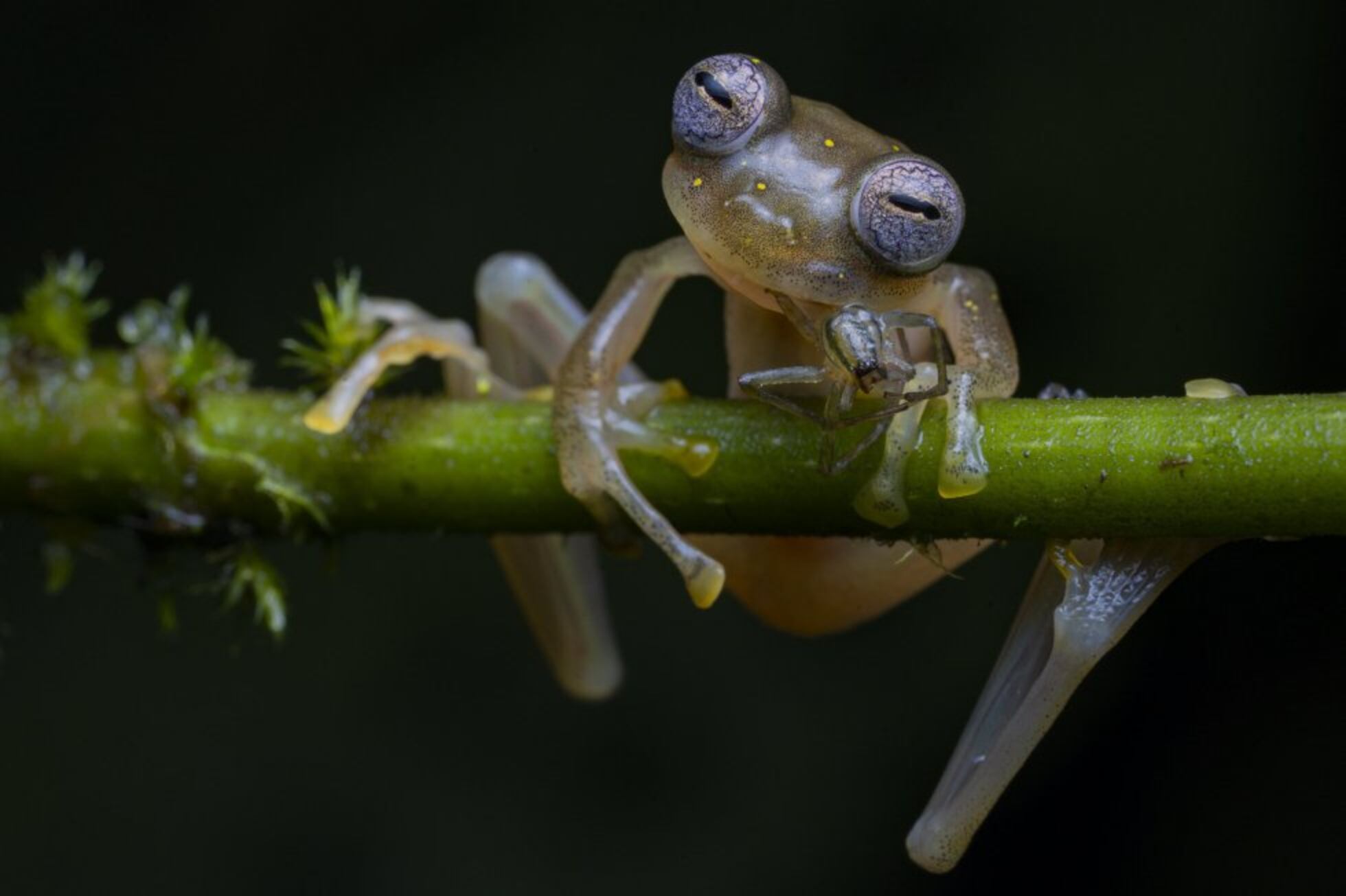 Los ganadores del ‘Wildlife Photographer of the Year’ | Fotos | Los ...