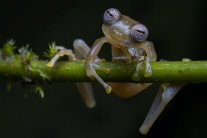 'La vida en equilibrio' muestra a una rana de cristal o centrolénido comiéndose una araña en la precordillera de los Andes, en Ecuador. Estas ranas son grandes consumidoras de invertebrados y desempeñan una función clave en el mantenimiento de los ecosistemas. La imagen se captó de noche en la reserva Manduriacu, no sin dificultad, porque estos anfibios son huidizos. Es la fotografía que se ha llevado el primer premio en la categoría de "Comportamiento de Anfibios o Reptiles".