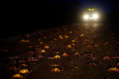 Para los habitantes de la Bahía esta es una buena temporada para el negocio debido a que muchos de los automóviles que circulan por la carretera sufren pinchazos en las ruedas a causa de los cangrejos.