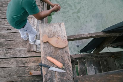 Los manatíes son herbívoros: se alimentan de algas, pastos marinos y plantas vasculares. En el Centro de Atención y Rehabilitación de Mamíferos Acuáticos las frutas y hortalizas también forman parte de su dieta.