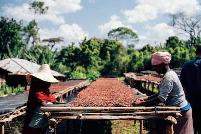 Dos mujeres clasifican y secan cerezas de café al sol en Etiopía. 