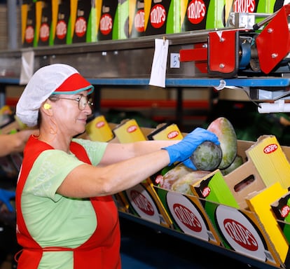 Una empleada de Trops, la mayor cooperativa de tropicales de España, coloca mangos en una caja. Imagen proporcionada por la marca