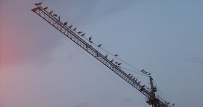 Cig&uuml;e&ntilde;as en una gr&uacute;a en el Casco Antiguo de Lleida.