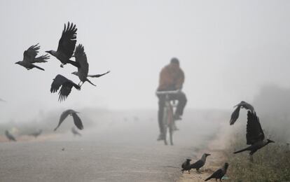 Un grupo de cuervos se elevan en vuelo a través de la espesa niebla a las afueras de Jammu, India. El norte de la India aún debe soportar condiciones de clima frío con niebla densa que afecta a los vuelos y los viajes en tren.