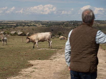 Manuel Gómez García, ganadero vacuno extensivo de Alaraz, Salamanca.