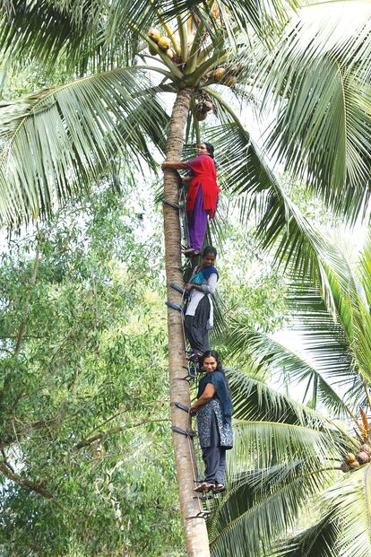 Mujeres escalan un cocotero en el pueblo de Kuruvattoor (Kozhikode, distrito de Kerala, en una foto de archivo).