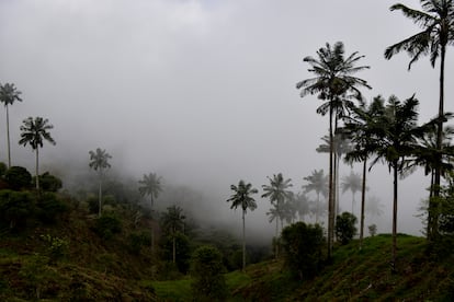 El árbol nacional de Colombia, la palma de cera, vive hasta 200 años. La especie está en peligro de extinción