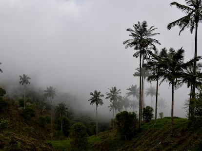 El árbol nacional de Colombia, la palma de cera, vive hasta 200 años. La especie está en peligro de extinción.