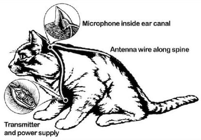 Diagrama del gato espía perfecto.