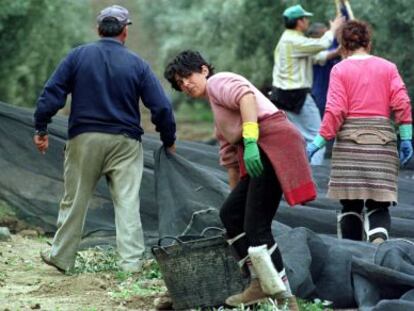 Un grupo de jornaleros recoge aceitunas en un olivar de Ja&eacute;n.