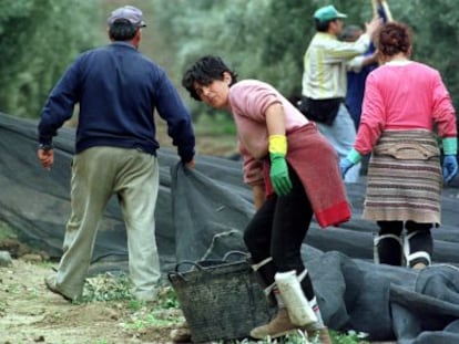 Un grupo de jornaleros recoge aceitunas en un olivar de Ja&eacute;n.