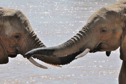 Millones de especies se comunican utilizando el lenguaje corporal y las llamadas instintivas.