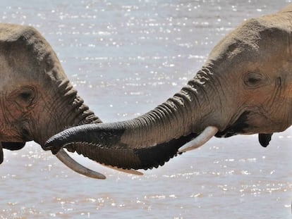 Millones de especies se comunican utilizando el lenguaje corporal y las llamadas instintivas.