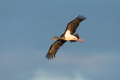 Un ejemplar de cigüeña negra sobrevolando el entorno de Doñana.