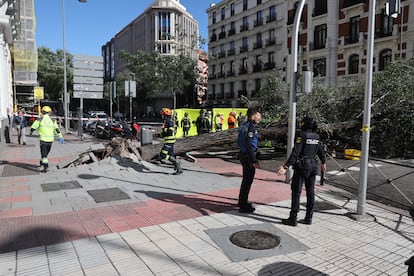 Personal de emergencias junto al árbol que ha caído sobre una mujer este jueves en la calle Almagro, en Madrid.