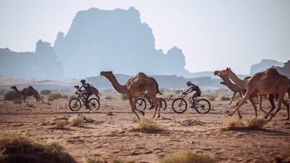 Partcipantes de la edición 2023 entre un pelotón de camellos.