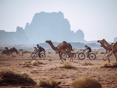 Partcipantes de la edición 2023 entre un pelotón de camellos.