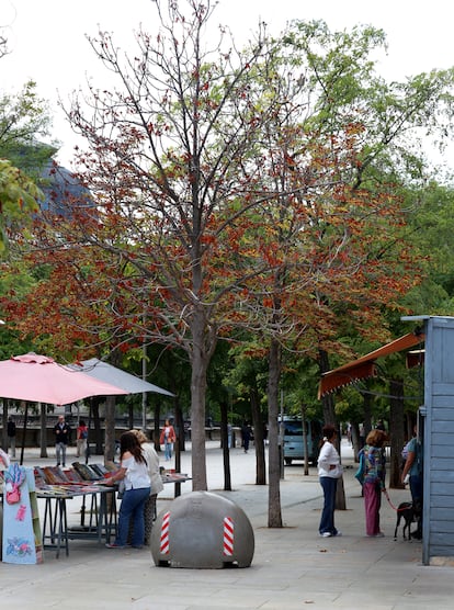 Ejemplar enfermo de castaño de Indias (Aesculus hippocastanum), en la Cuesta de Moyano, en Madrid.