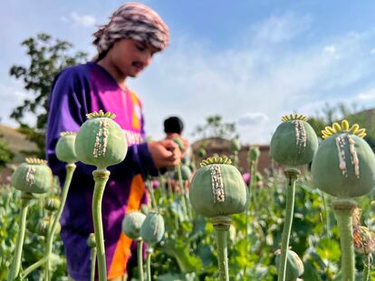 An Afghan farmer harvests opium sap from a poppy field in Badakhshan province.