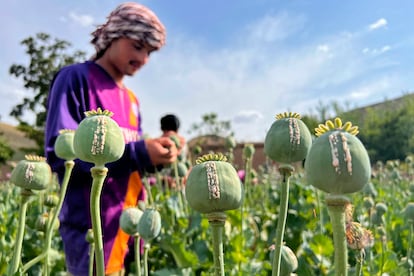 Un agricultor afgano cosecha savia de opio de un campo de amapola en la provincia de Badakhshan