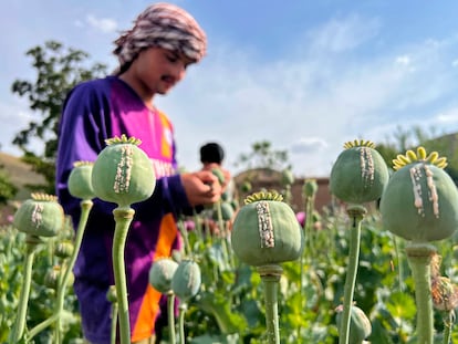 Un agricultor afgano cosecha savia de opio de un campo de amapolas en la provincia de Badakhshan.