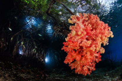 Um coral cresce nas raízes de um manguezal em Fenda Ampat, Indonésia.