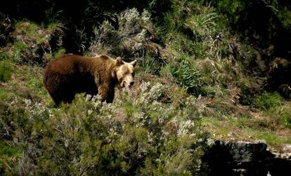 Ejemplar de oso pardo en libertad.