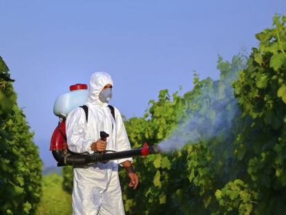 Un trabajador fumiga un viñedo