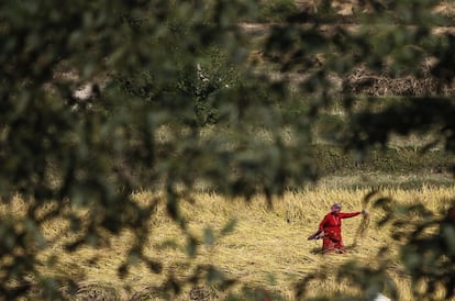 Una mujer nepalí siega un campo de arroz a las afueras de Katmandú (Nepal).