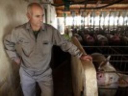 Mientras España se convierte en la primera potencia europea del porcino, los pequeños productores están al borde de la ruina por los bajos precios de venta
