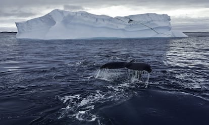 Una ballena jorobada en una imagen del documental 'Los secretos de las ballenas'.
