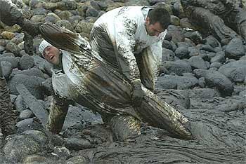 Un soldado ayuda a un compañero atrapado en un charco de chapapote cerca de Lira (A Coruña).