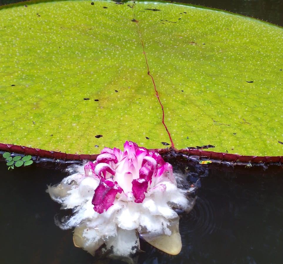 Victoria colombiana: descubren nueva especie del emblemático lirio de agua gigante