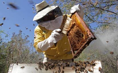 Apicultores en Leona Vicario, en el estado mexicano de Quintana Roo.