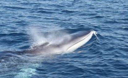 Un rorcual lanzando el característico chorro de vapor por el espiráculo. El chorro puede alcanzar los cinco metros de altura.