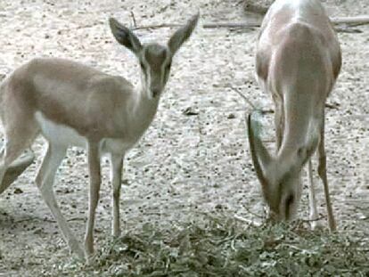 Nacen ocho crías de gacelas dorcas en una reserva de Senegal
