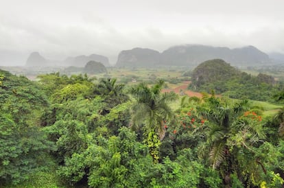 El cielo de la selva