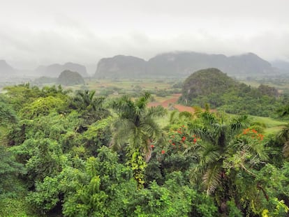 Paraje selvático en el valle de Viñales, en la provincia de Pinar del Río (Cuba).