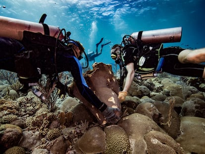 Dos buzos giran piezas de coral a su posición original tras un accidente causado por la constructora holandesa BAM International en la isla de Curazao en 2017. / OCEAN ENCOUNTERS