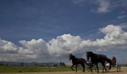 Las carreras de trotones son una tradición en Baleares.